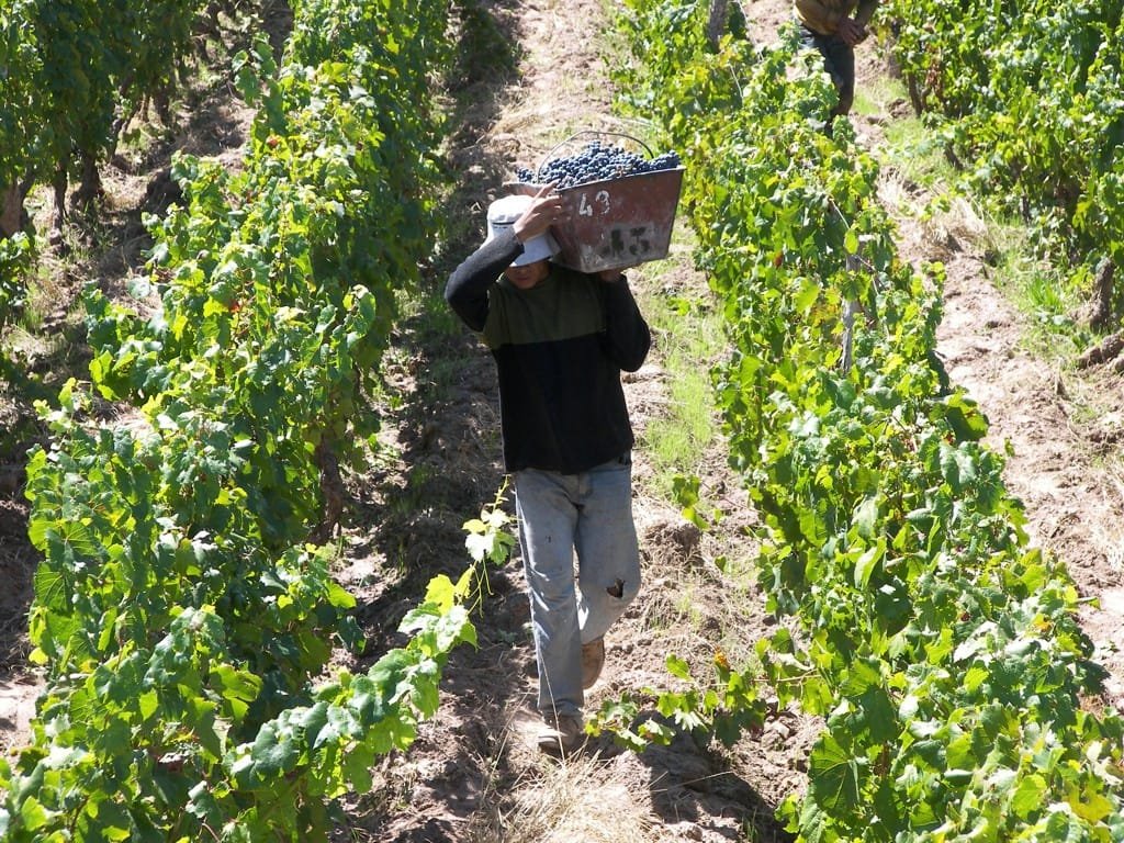 Hand harvest between the vine rows at Familia Cecchin