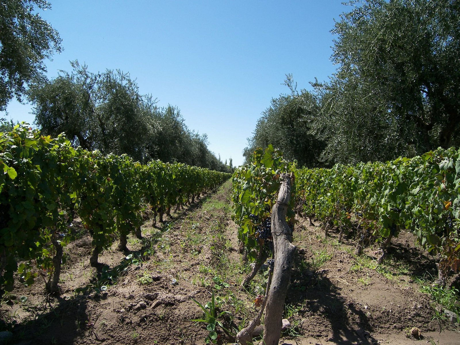 Vineyard rows between olive trees at Familia Cecchin, Maipú